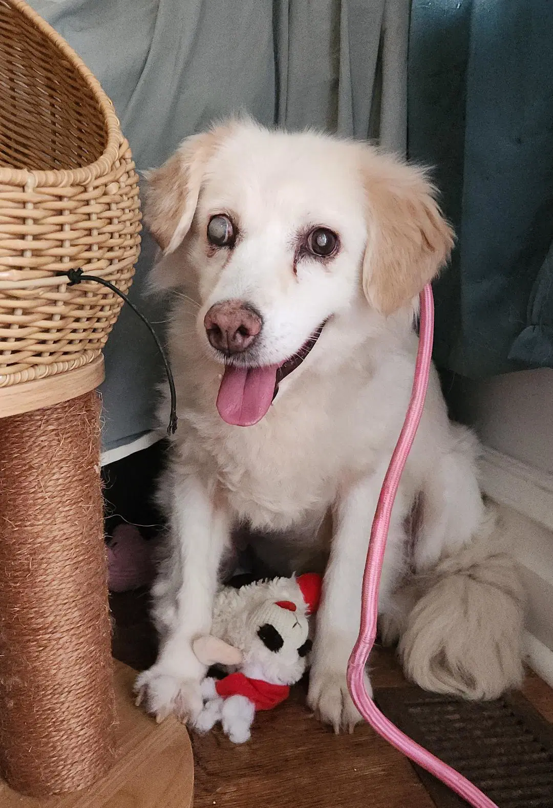 Sadie image 4