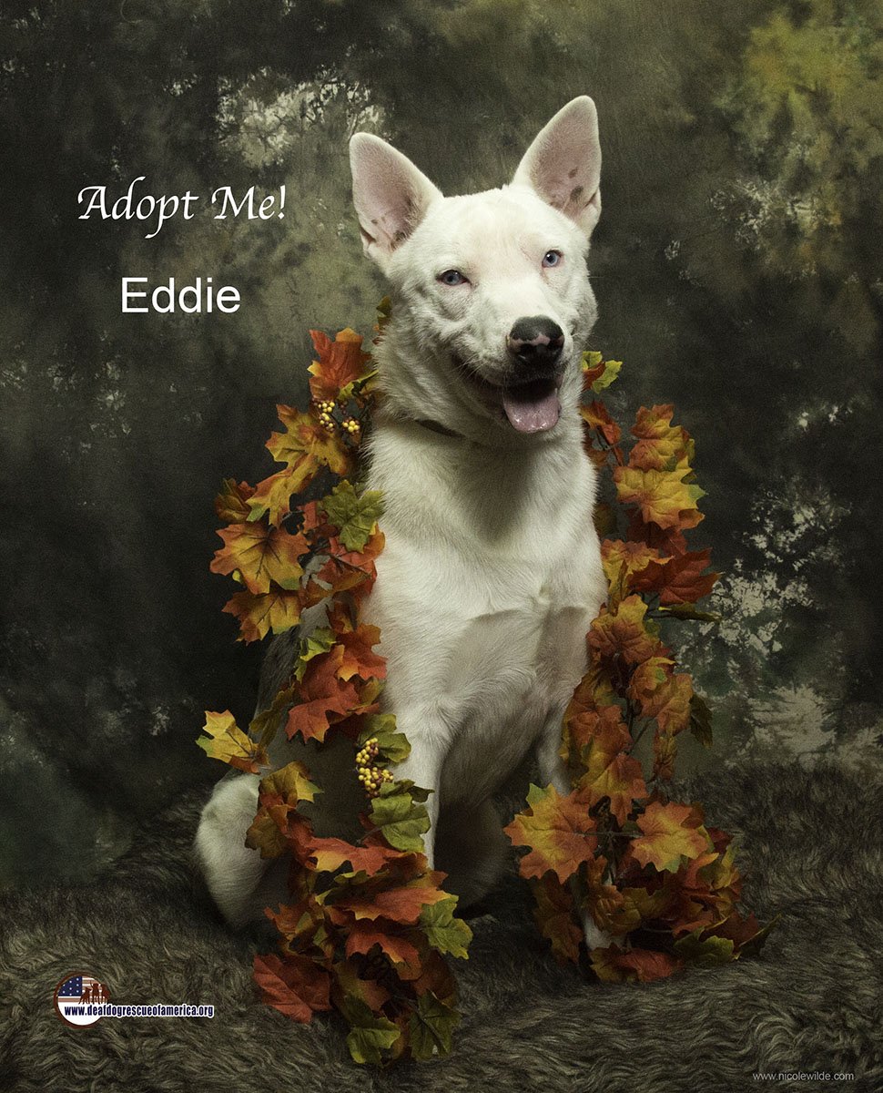 adoptable Dog in Canyon Country, CA named Eddy
