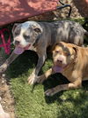 adoptable Dog in Canyon Country, CA named Tiger and Roxy