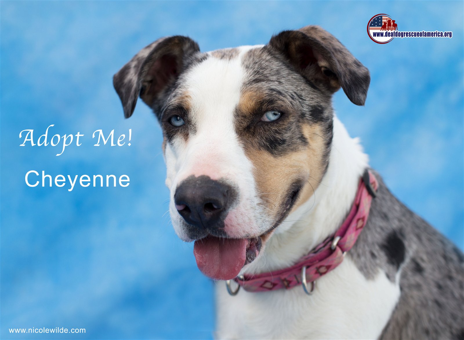 adoptable Dog in Canyon Country, CA named Cheyenne