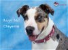 adoptable Dog in canyon country, CA named Cheyenne
