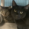 adoptable Cat in Winchendon, MA named Arlo & Little Bear