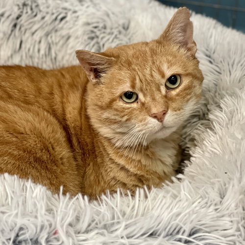 Red, an adoptable Domestic Short Hair in Winchendon, MA
