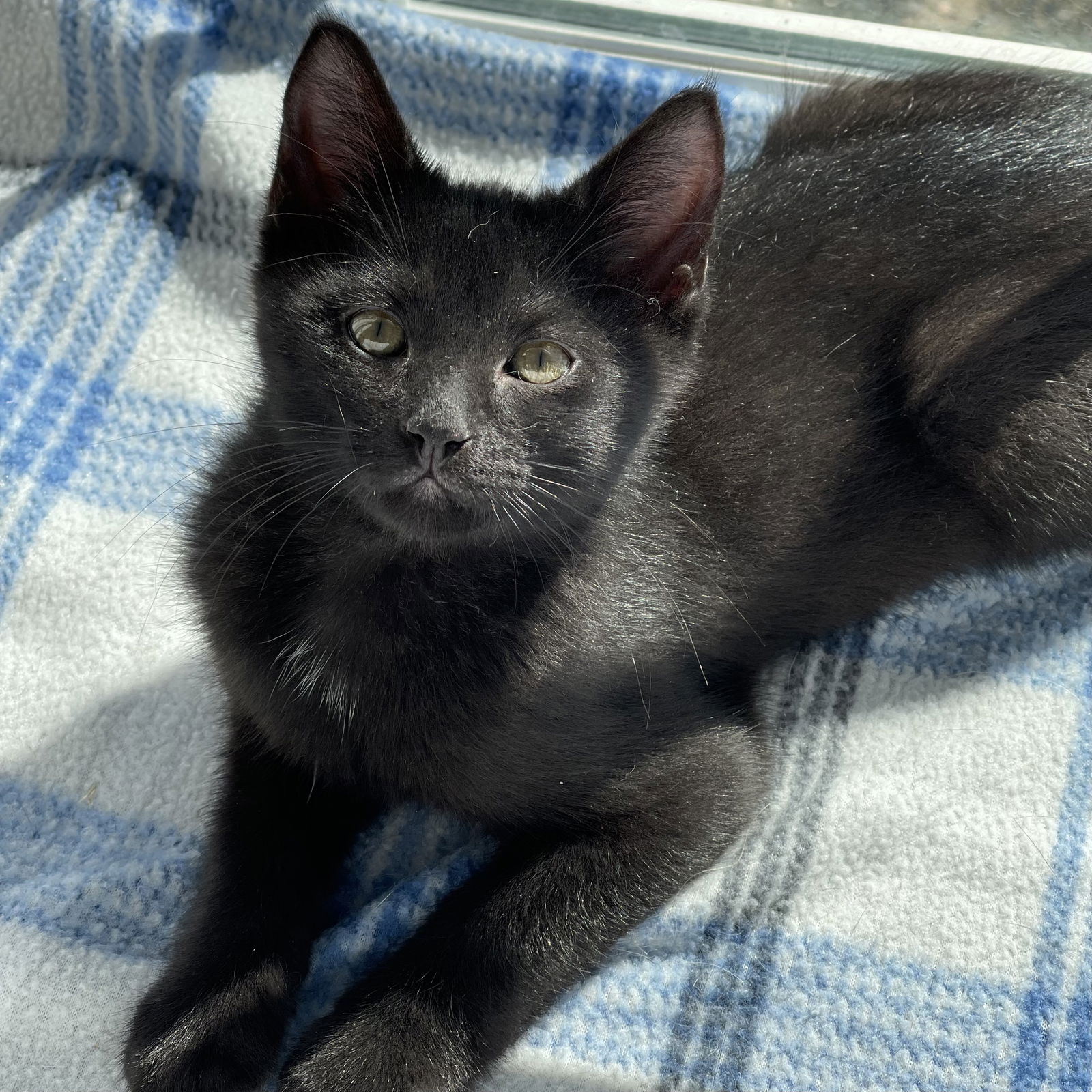 Cats for Adoption in Ludlow, Massachusetts | Alpha Paw