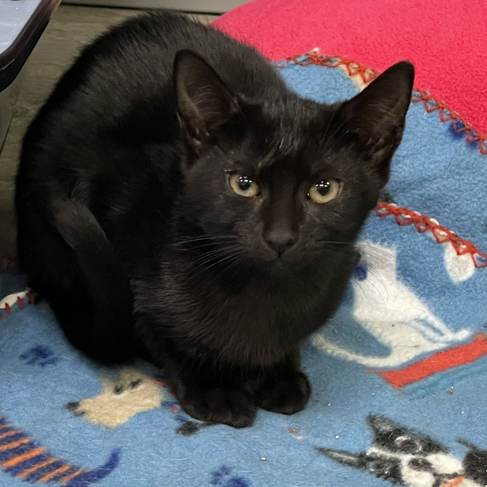 Cats for Adoption in Chicopee, Massachusetts | Alpha Paw