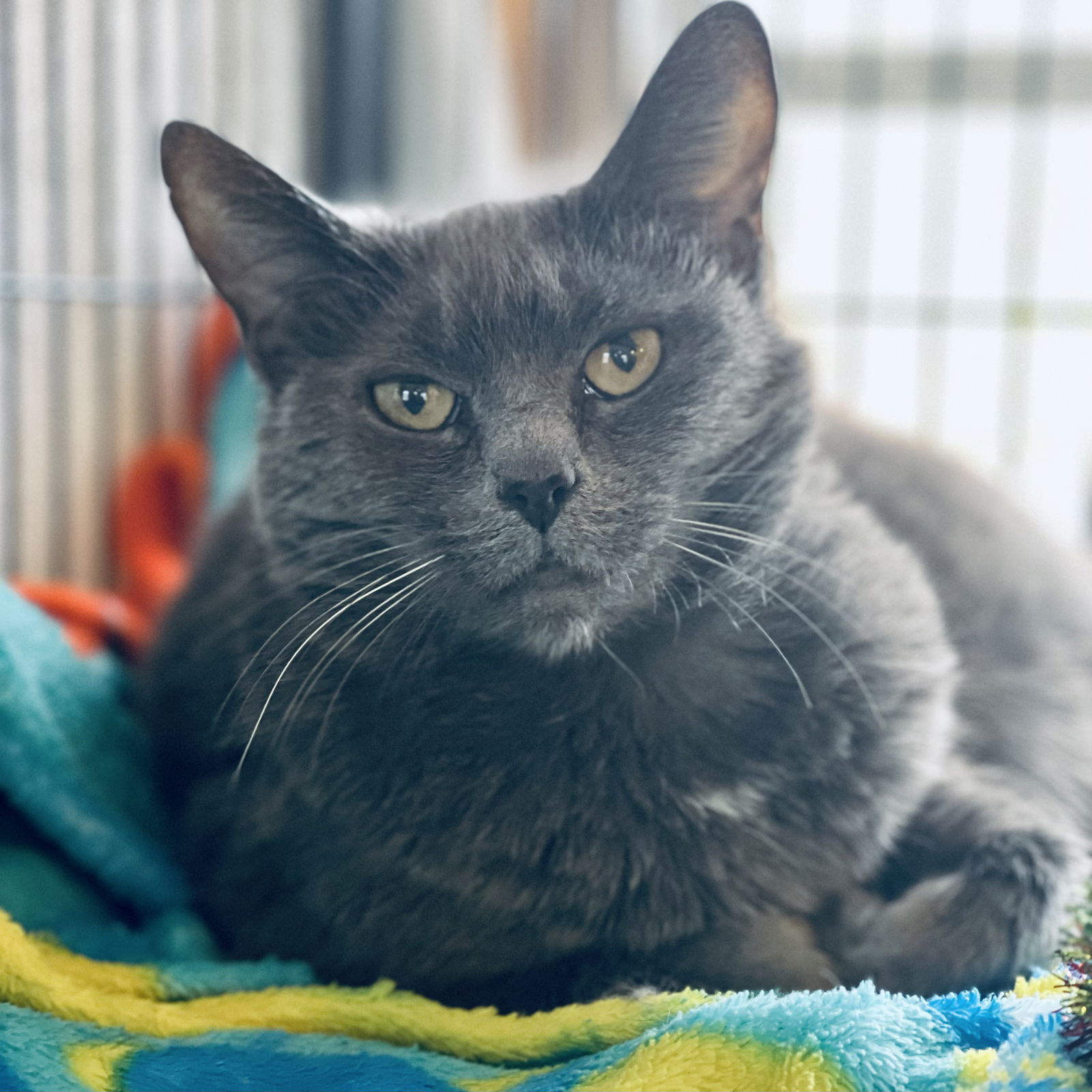 Cats For Adoption In Chicopee Massachusetts Alpha Paw