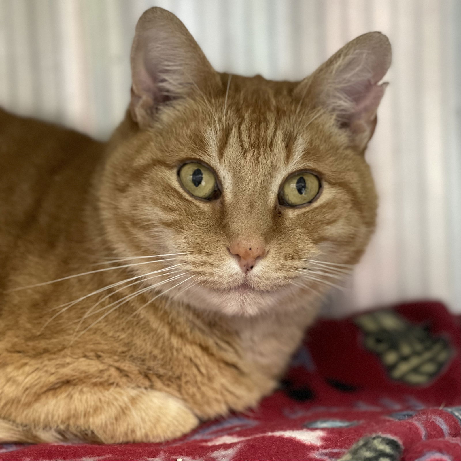 Cats for Adoption in Framingham Center, Massachusetts | Alpha Paw