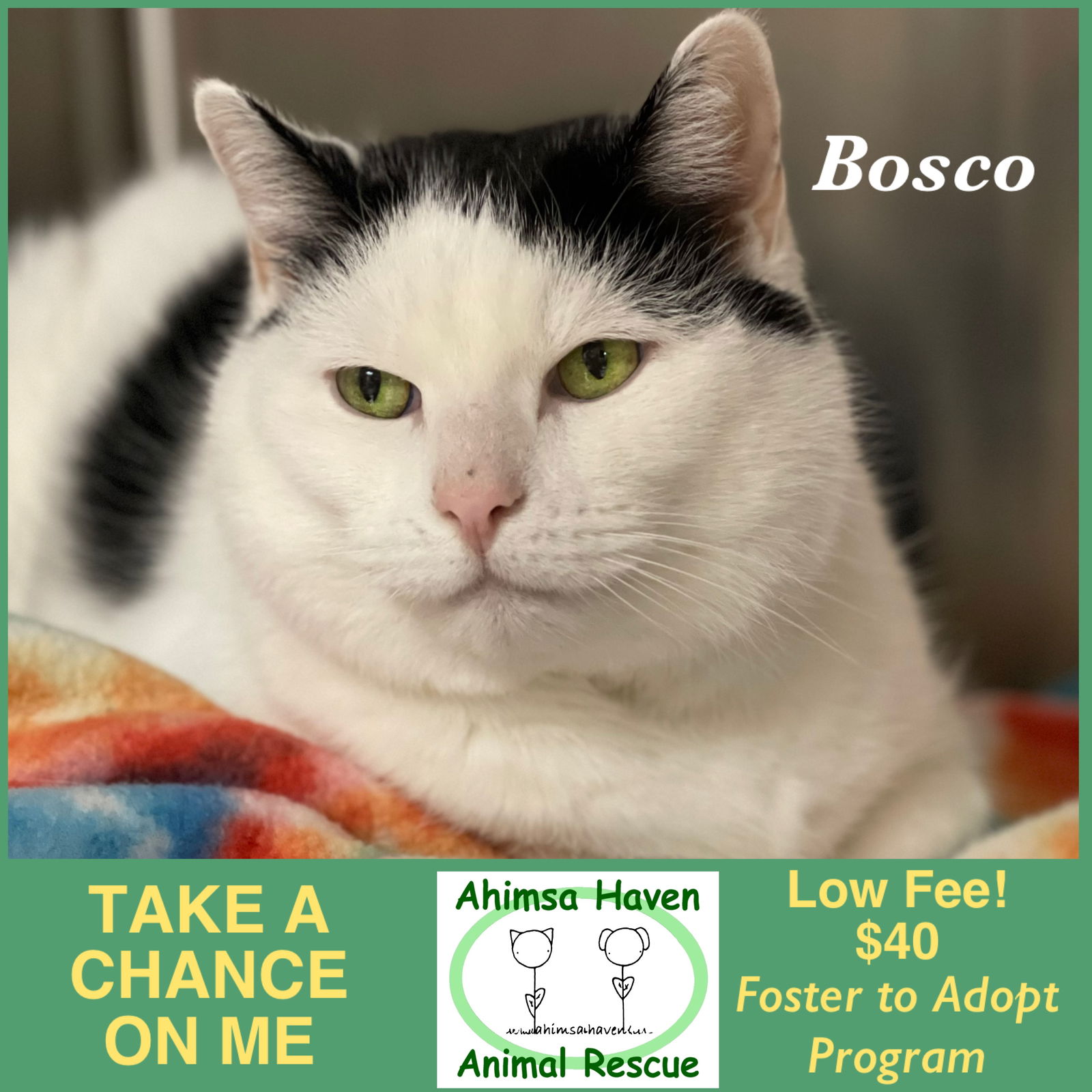 Cats For Adoption In Berlin Massachusetts Alpha Paw cats-for-adoption-in-berlin-massachusetts-alpha-paw