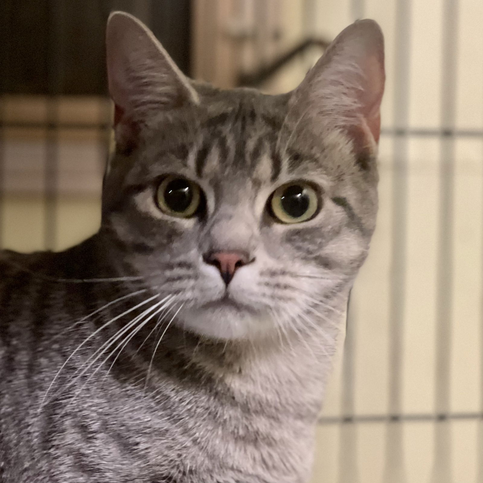 Cats for Adoption in Bellingham, Massachusetts | Alpha Paw