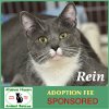 adoptable Cat in , MA named Rein