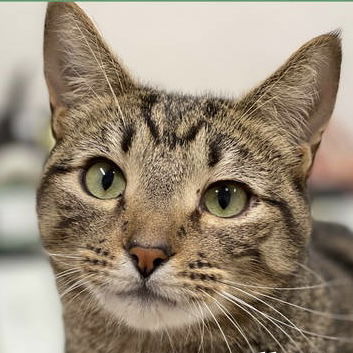 picture of the cat needing adoption