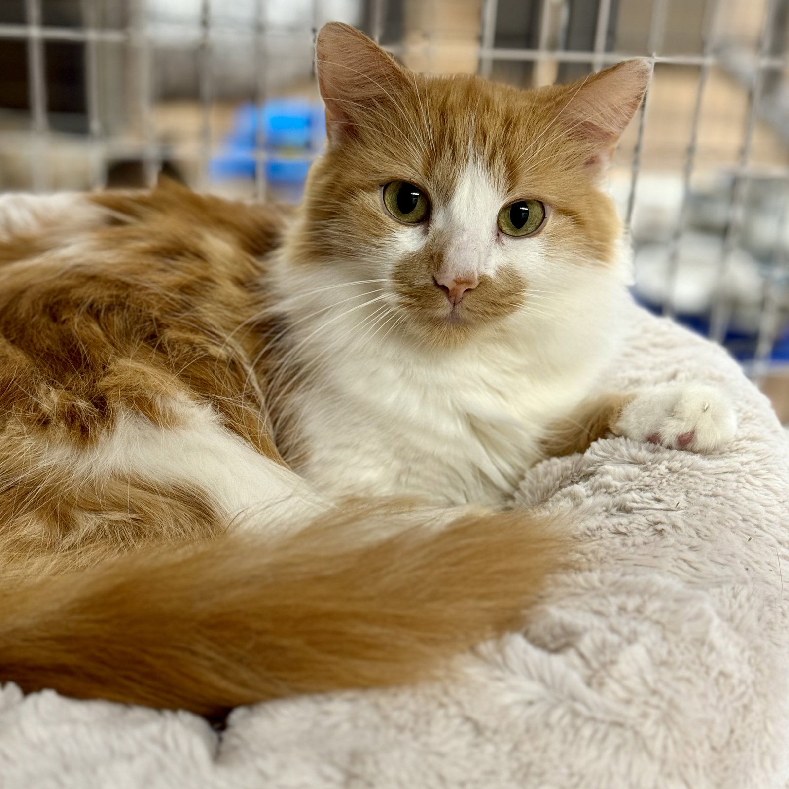 Cat adoption in Winchendon, MA 01475 Domestic Long Hair (medium coat