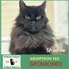 adoptable Cat in , MA named Shadow
