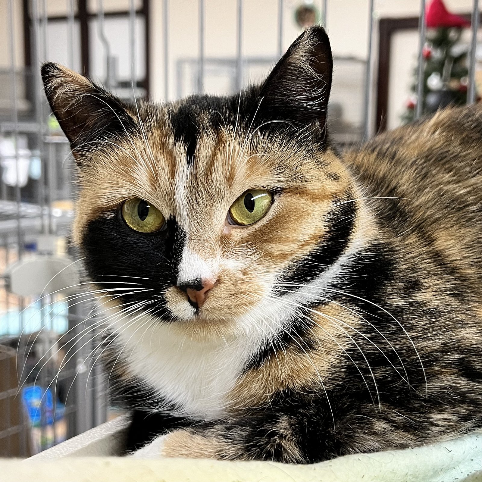 adoptable Cat in Winchendon, MA named Isabella