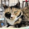adoptable Cat in  named Isabella
