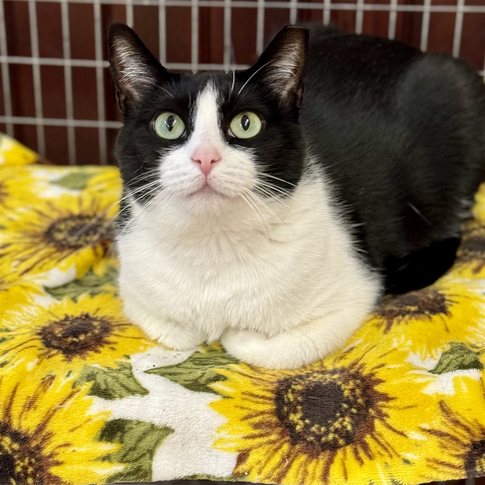 adoptable Cat in Winchendon, MA named Lucy