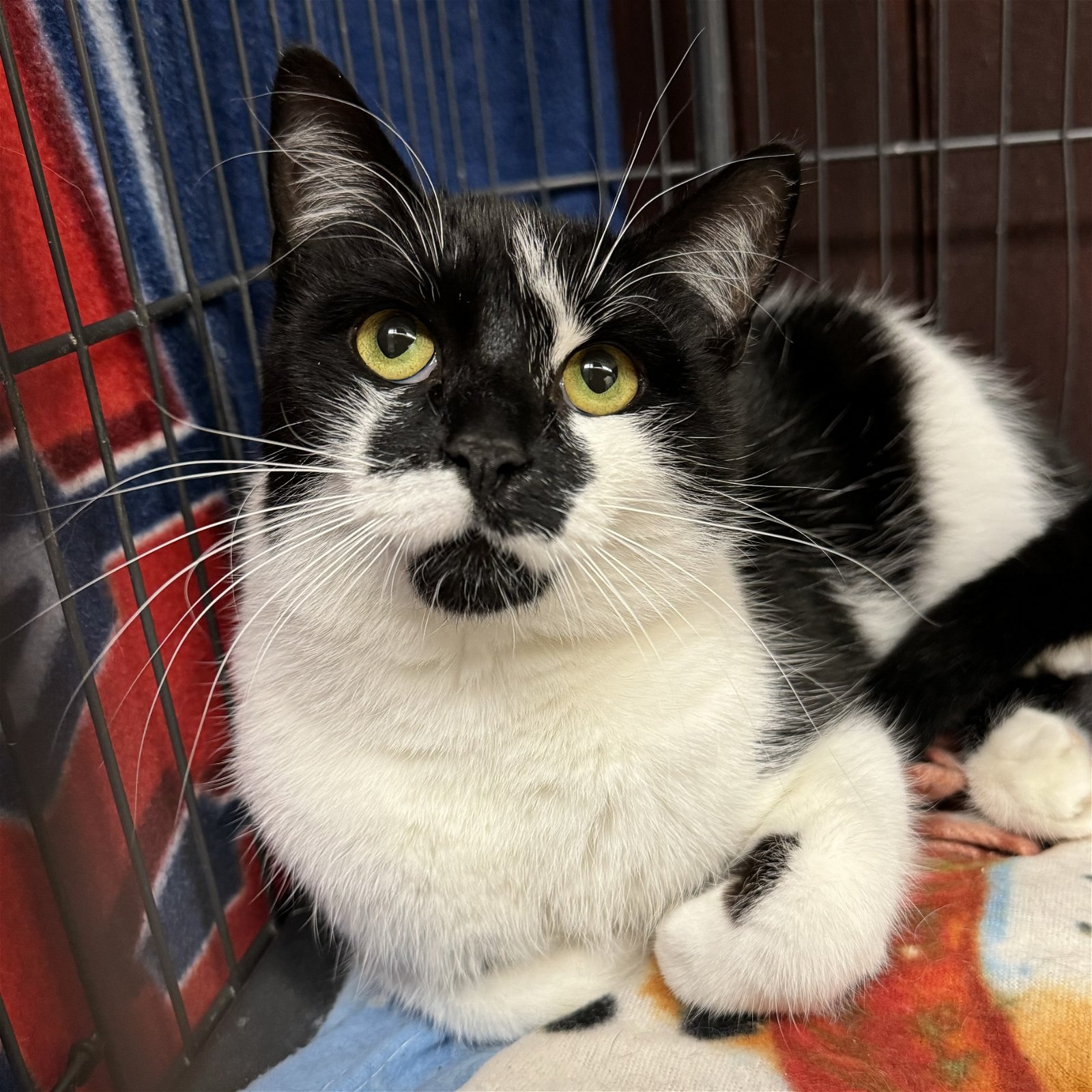 adoptable Cat in Winchendon, MA named Parker