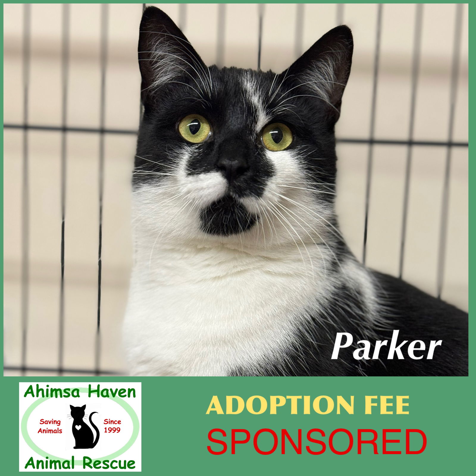 adoptable Cat in Winchendon, MA named Parker