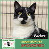 adoptable Cat in , MA named Parker