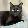 adoptable Cat in winchendon, MA named Teddy