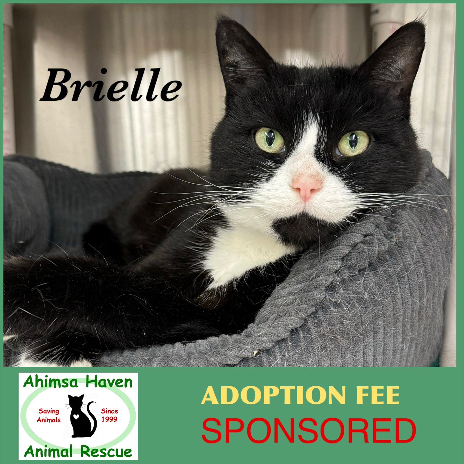 adoptable Cat in Winchendon, MA named Brielle