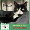 adoptable Cat in  named Brielle