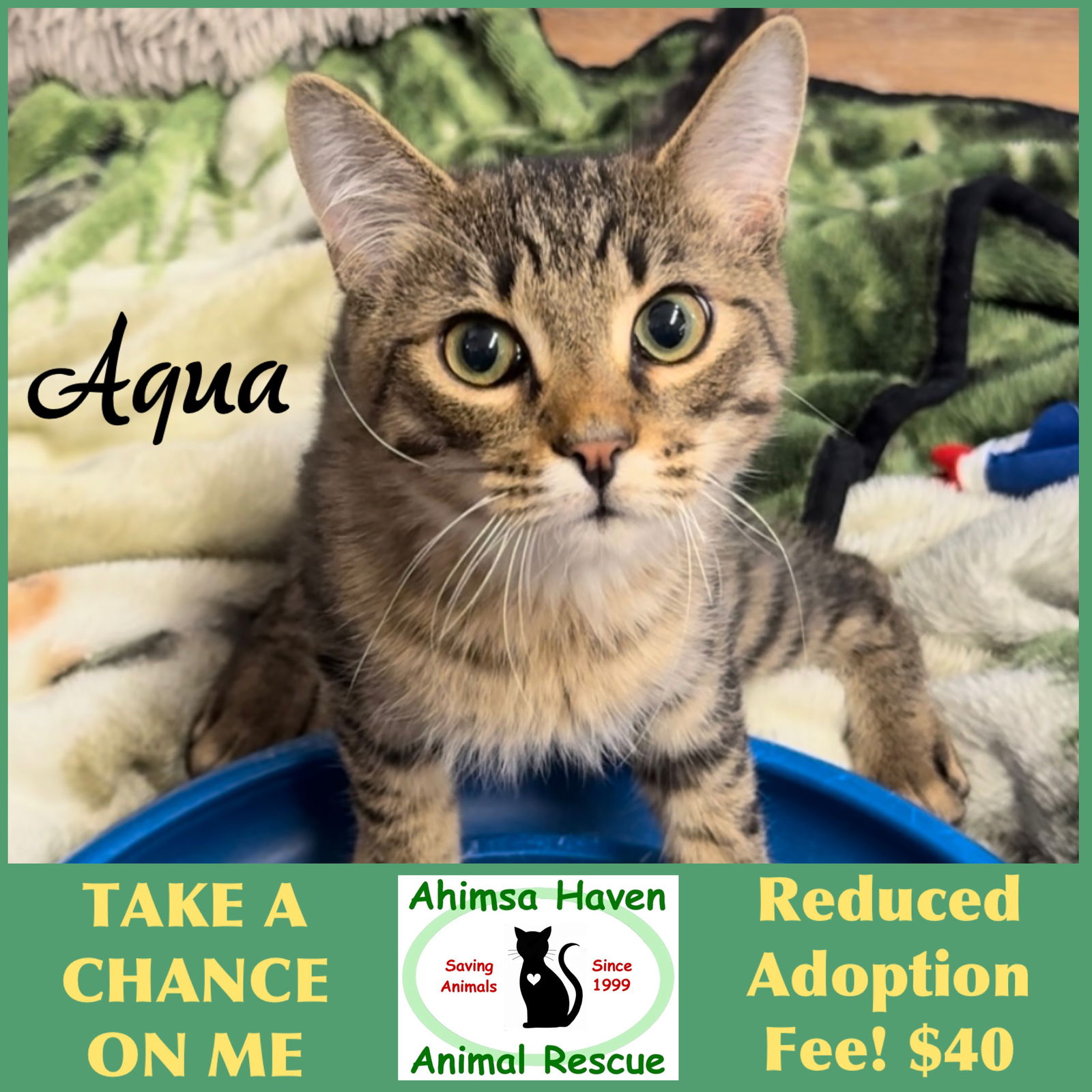 Cats for Adoption in Woburn, Massachusetts | Alpha Paw