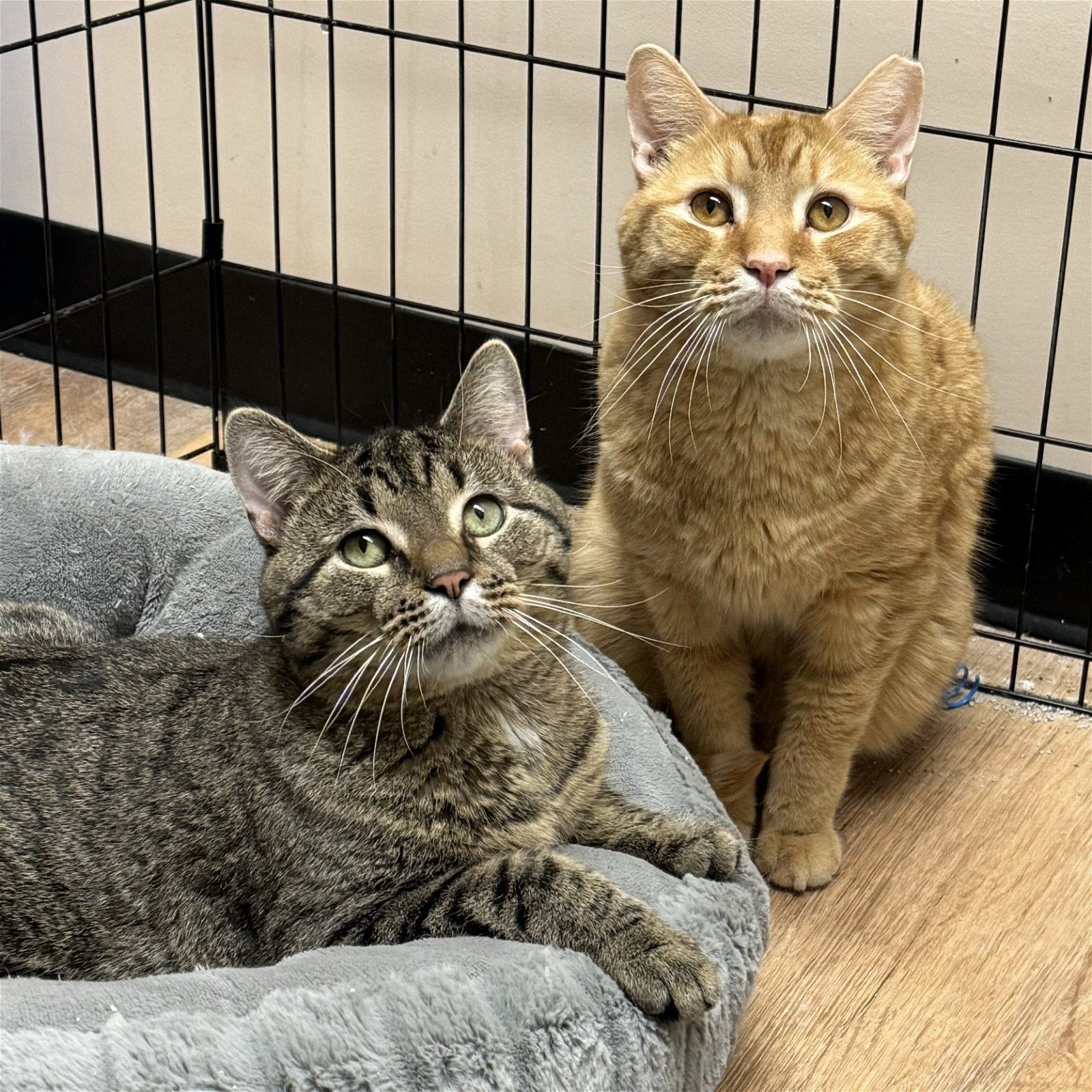 adoptable Cat in Winchendon, MA named Stevie & Nick