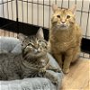 adoptable Cat in , MA named Stevie & Nick