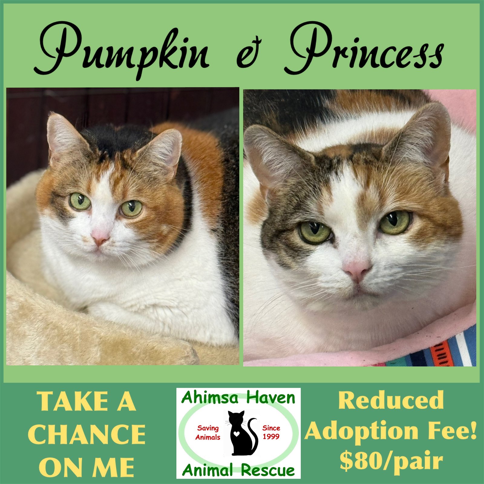 adoptable Cat in Winchendon, MA named Princess & Pumpkin