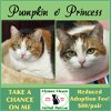 adoptable Cat in , MA named Princess & Pumpkin