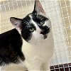 adoptable Cat in , MA named Ranch