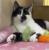 adoptable Cat in Winchendon, MA named Ranch