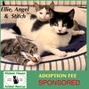 adoptable Cat in , MA named Ellie, Stich and Angel