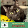 adoptable Cat in Winchendon, MA named Hershey