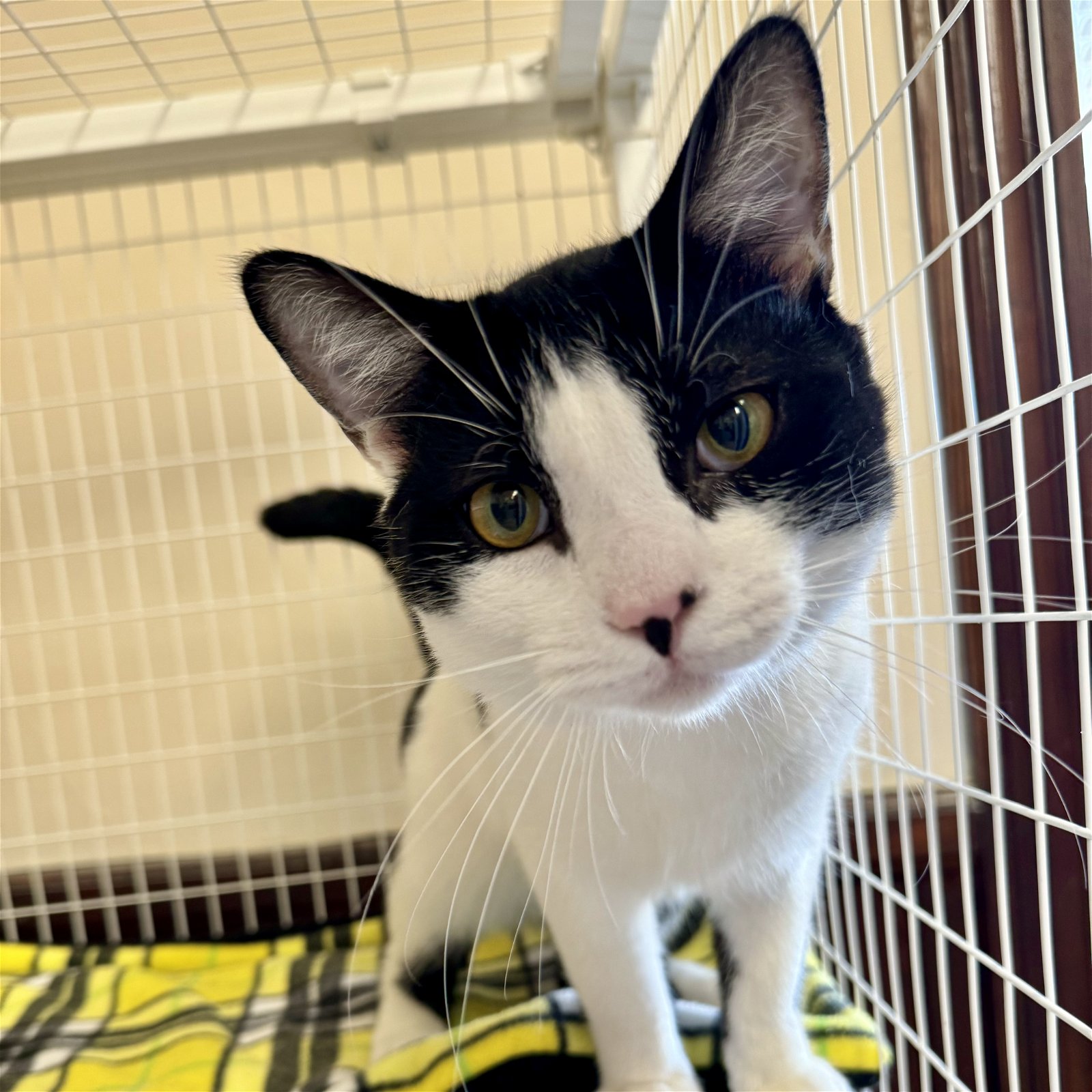 adoptable Cat in Winchendon, MA named Dash