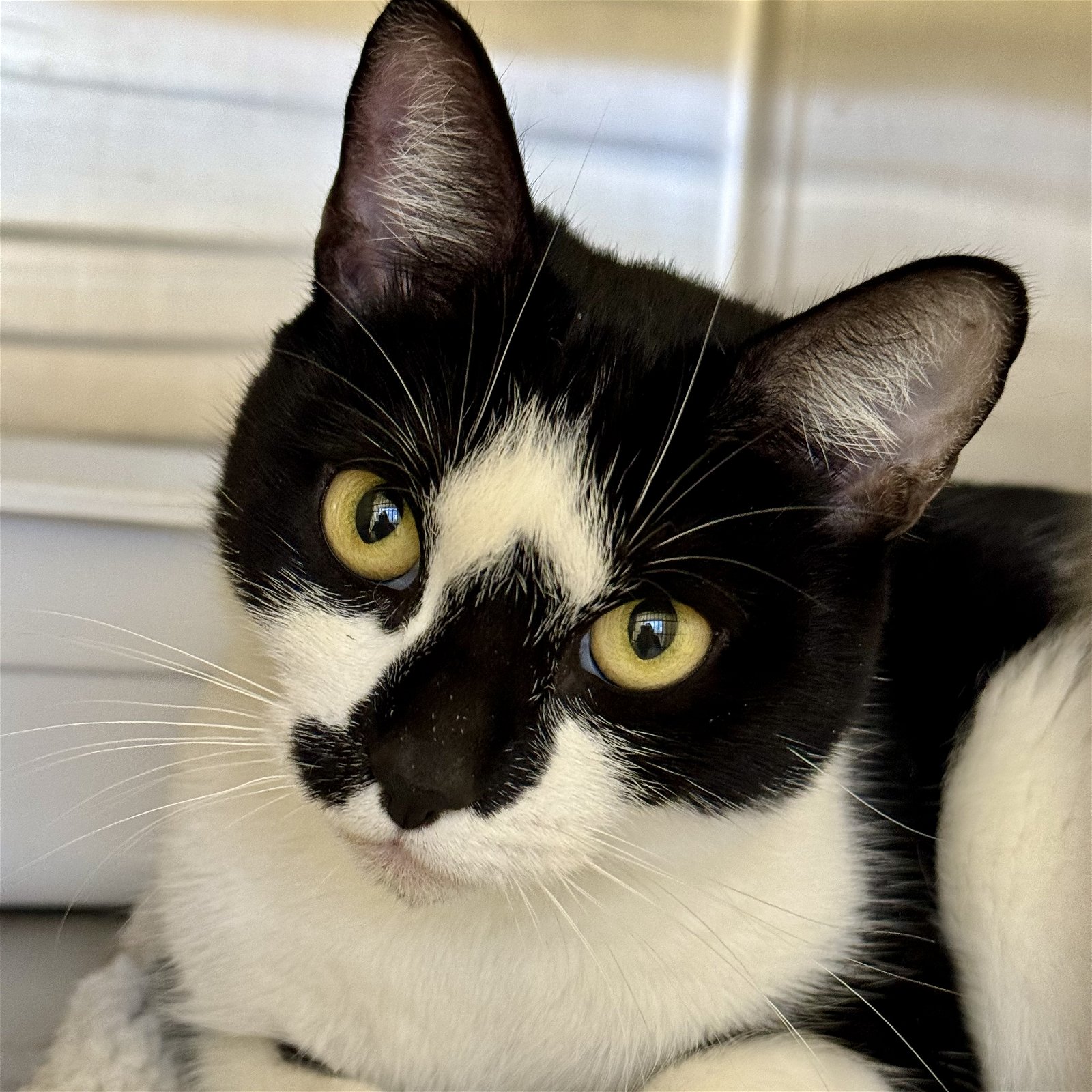 adoptable Cat in Winchendon, MA named Dior