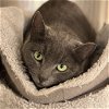 adoptable Cat in , MA named Midnight