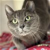 adoptable Cat in winchendon, MA named Midnight