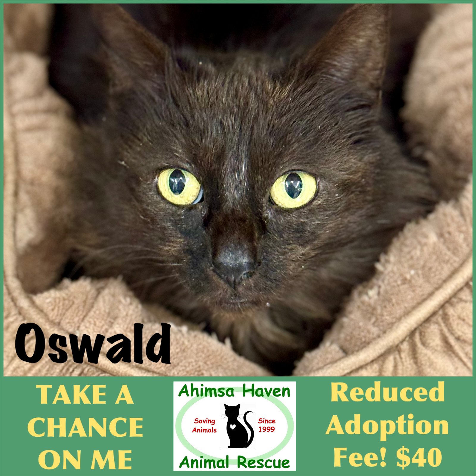 adoptable Cat in Winchendon, MA named Oswald