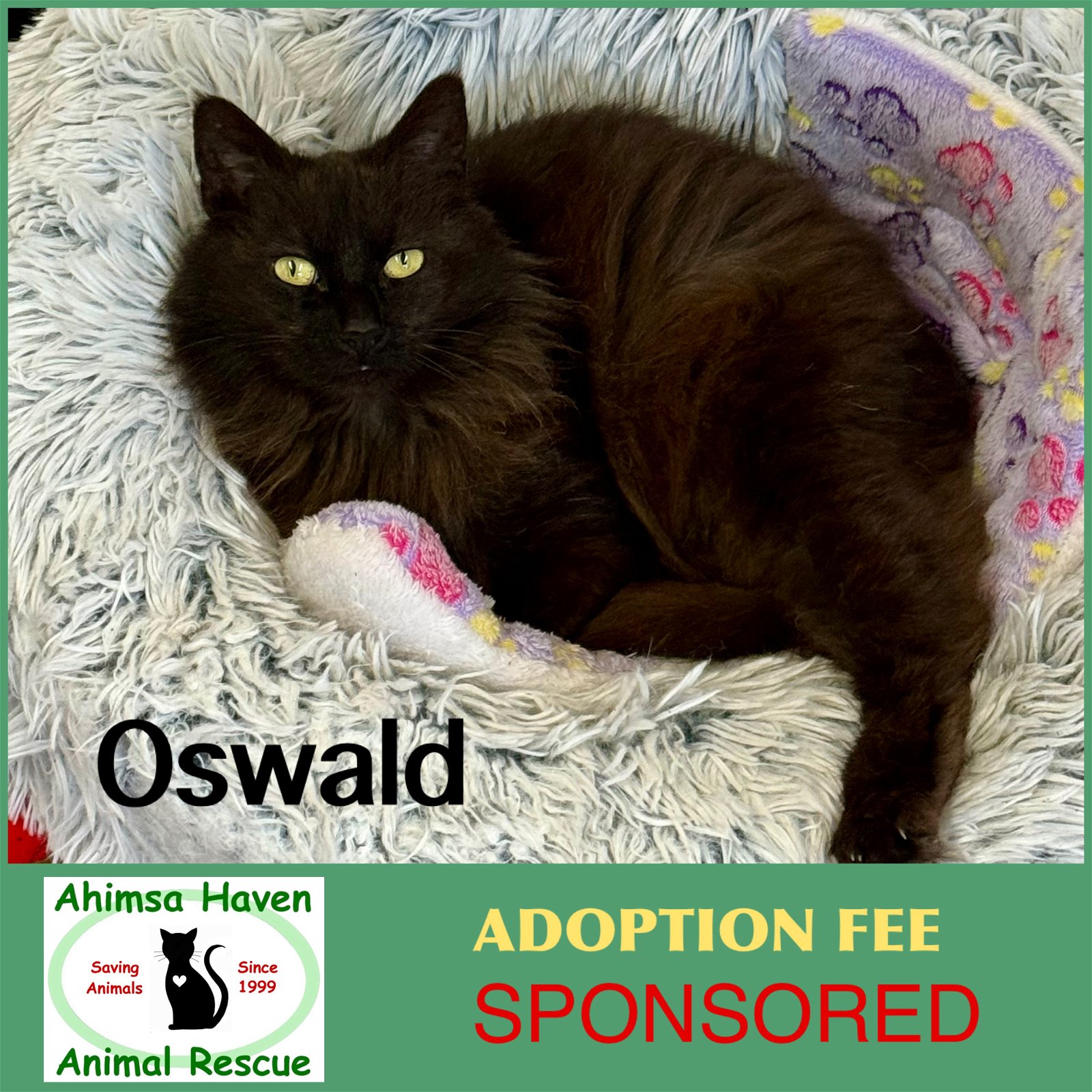 adoptable Cat in Winchendon, MA named Oswald