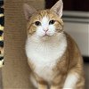 adoptable Cat in winchendon, MA named Pistachio