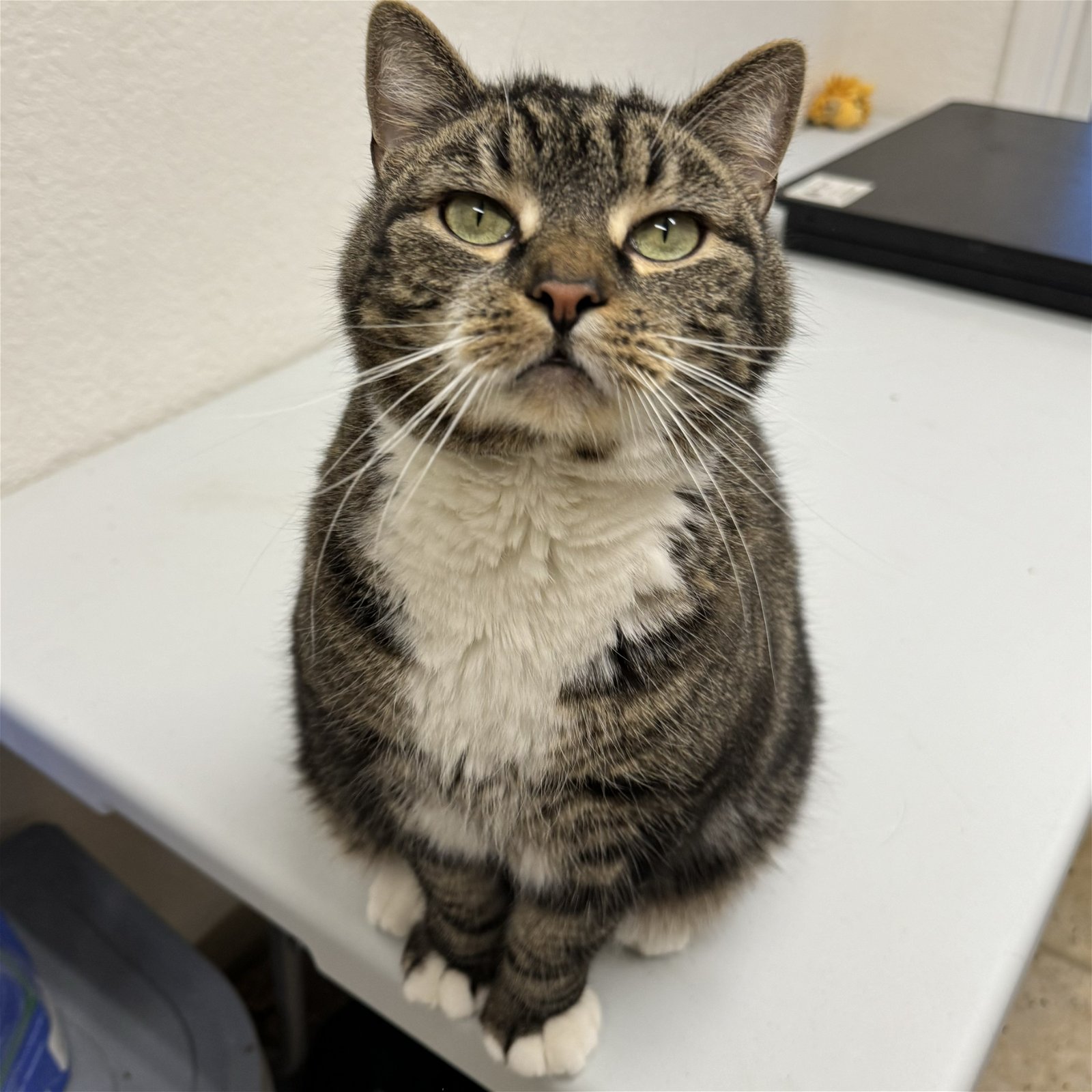 adoptable Cat in Winchendon, MA named London
