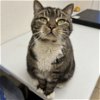 adoptable Cat in , MA named London