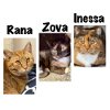 adoptable Cat in winchendon, MA named Nova, Inessa and Rana
