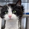 adoptable Cat in  named Mewton