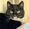 adoptable Cat in winchendon, MA named Shakespeare