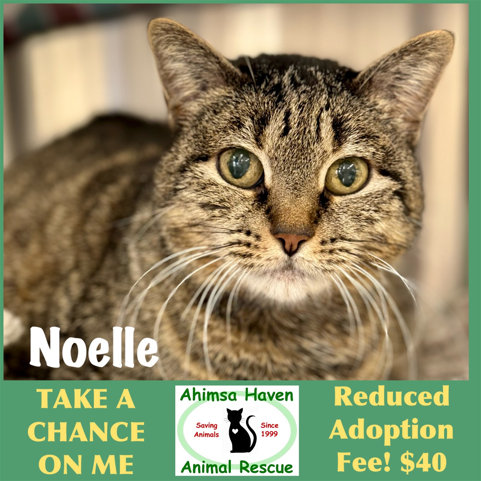 adoptable Cat in Winchendon, MA named Noelle