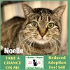 adoptable Cat in winchendon, MA named Noelle