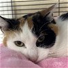 adoptable Cat in winchendon, MA named Possum